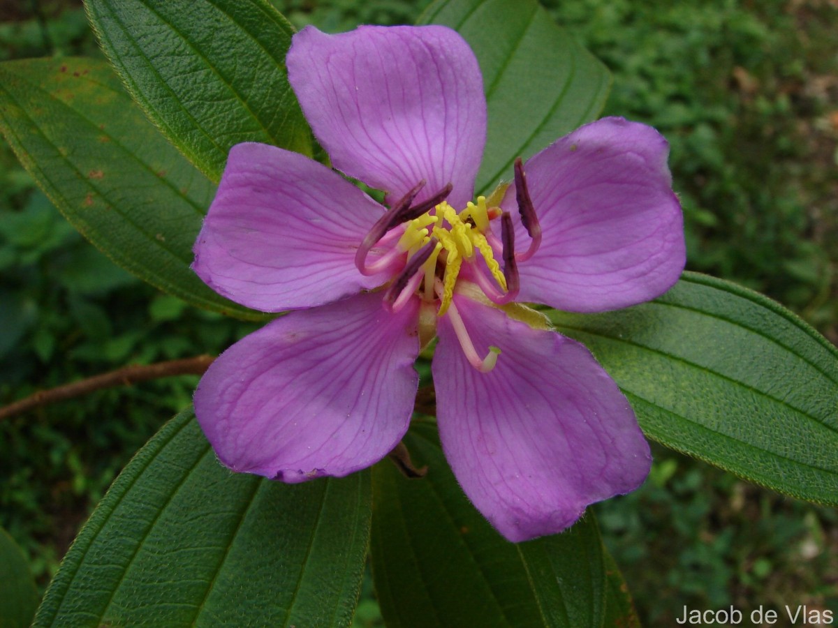 Melastoma malabathricum L.